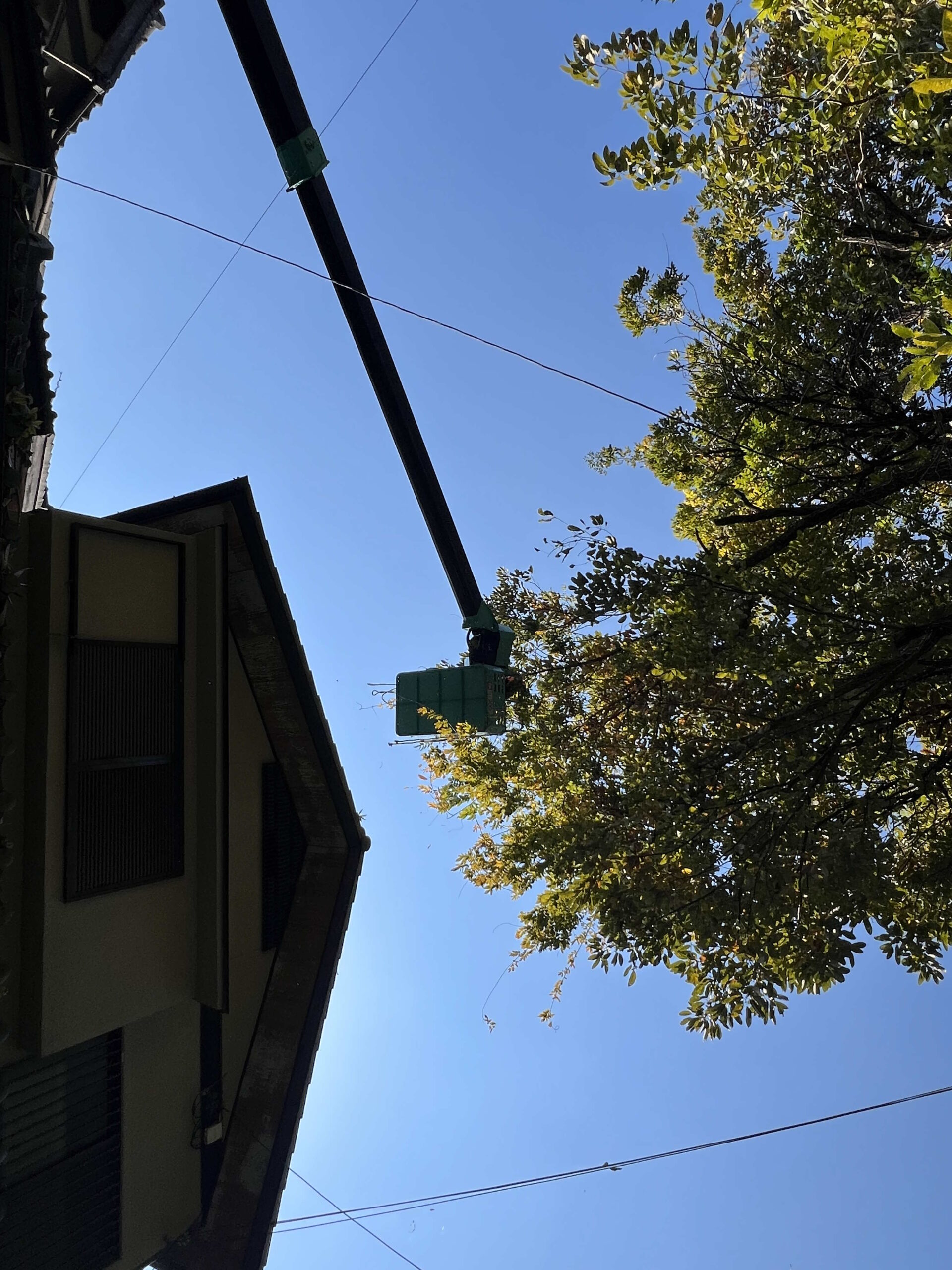 アベマキの高所伐採を行いました｜屋根の落ち葉と倒木の恐れへの対応（長岡京市） - Before