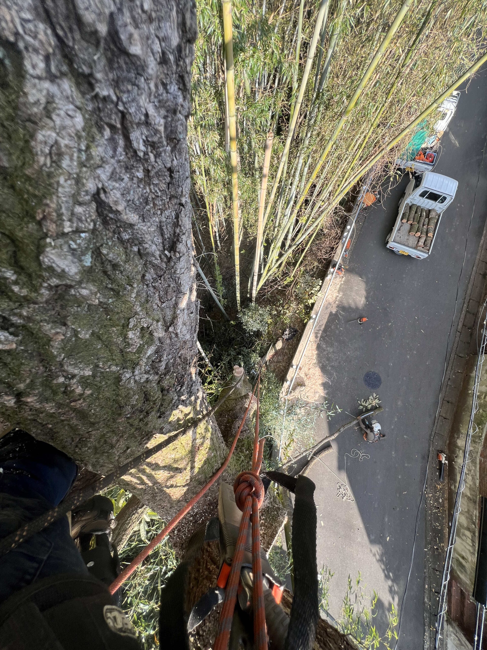 作業事例｜重機が入らない敷地での大径木伐採（長岡京市・個人宅） - Before