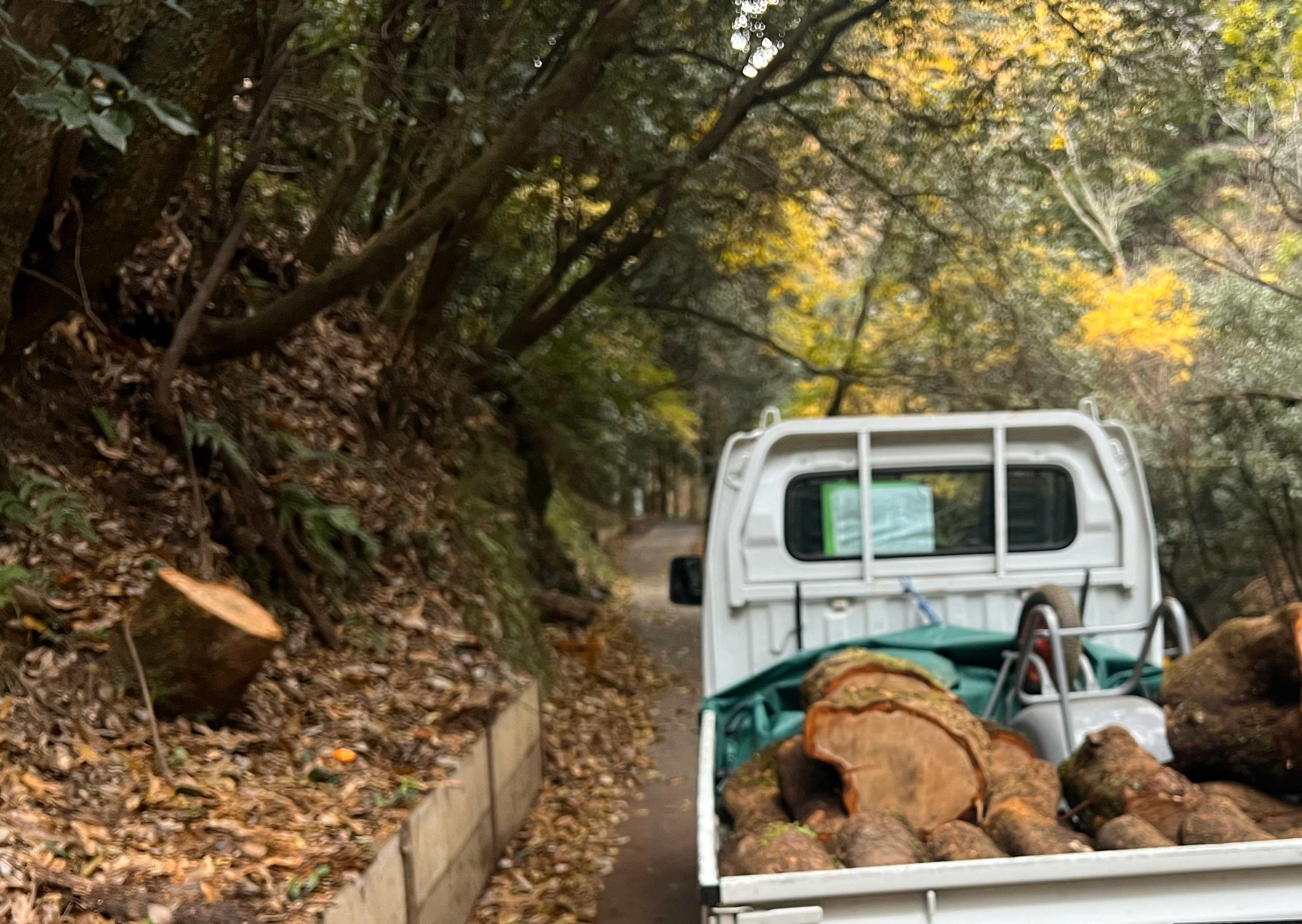 伐採木の薪搬出・再利用について（作業事例） - Before