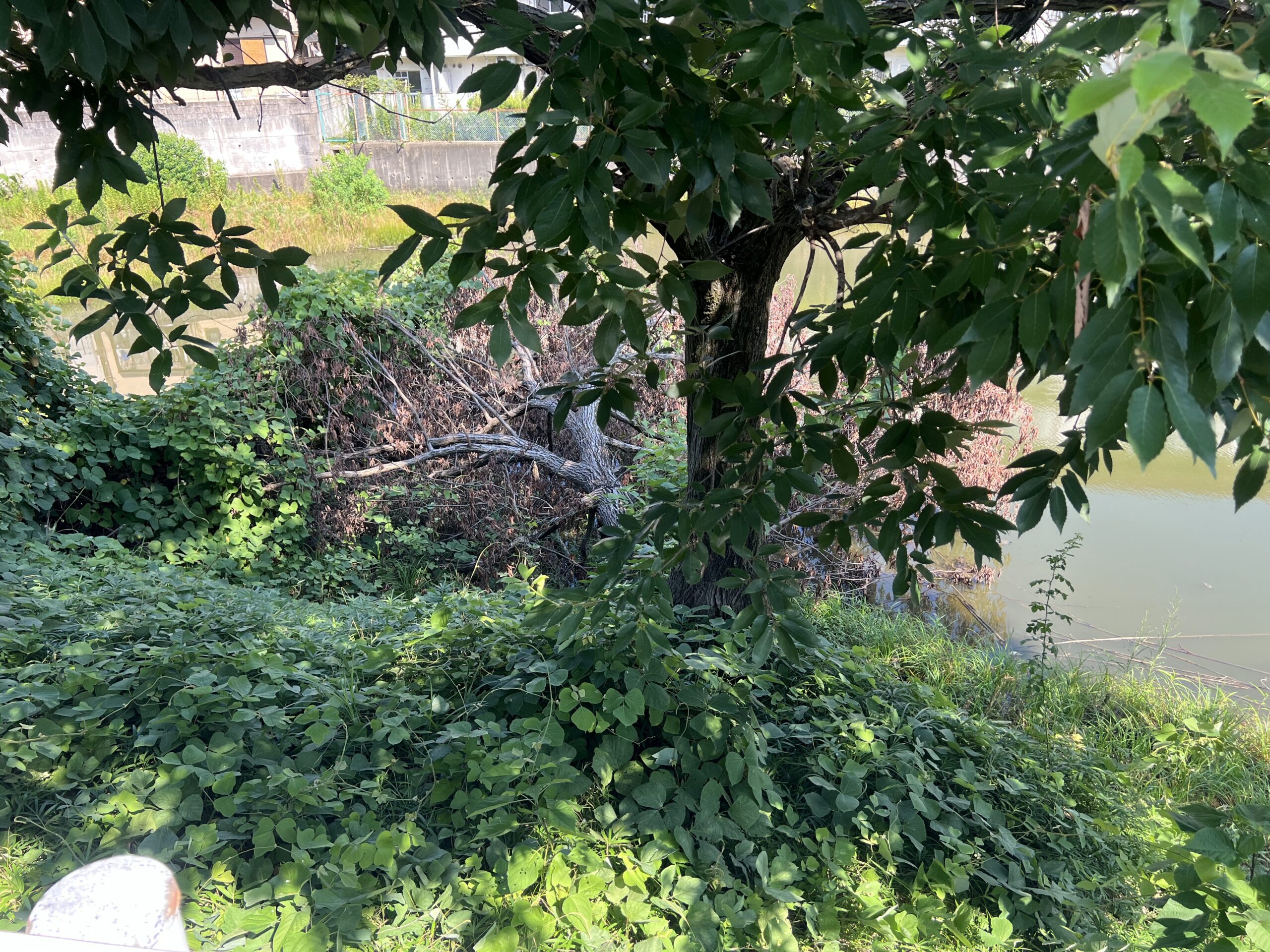 【長岡京市】農業用水地の倒木処理｜放置すると起こり得るリスクと適切な伐採時期 - Before