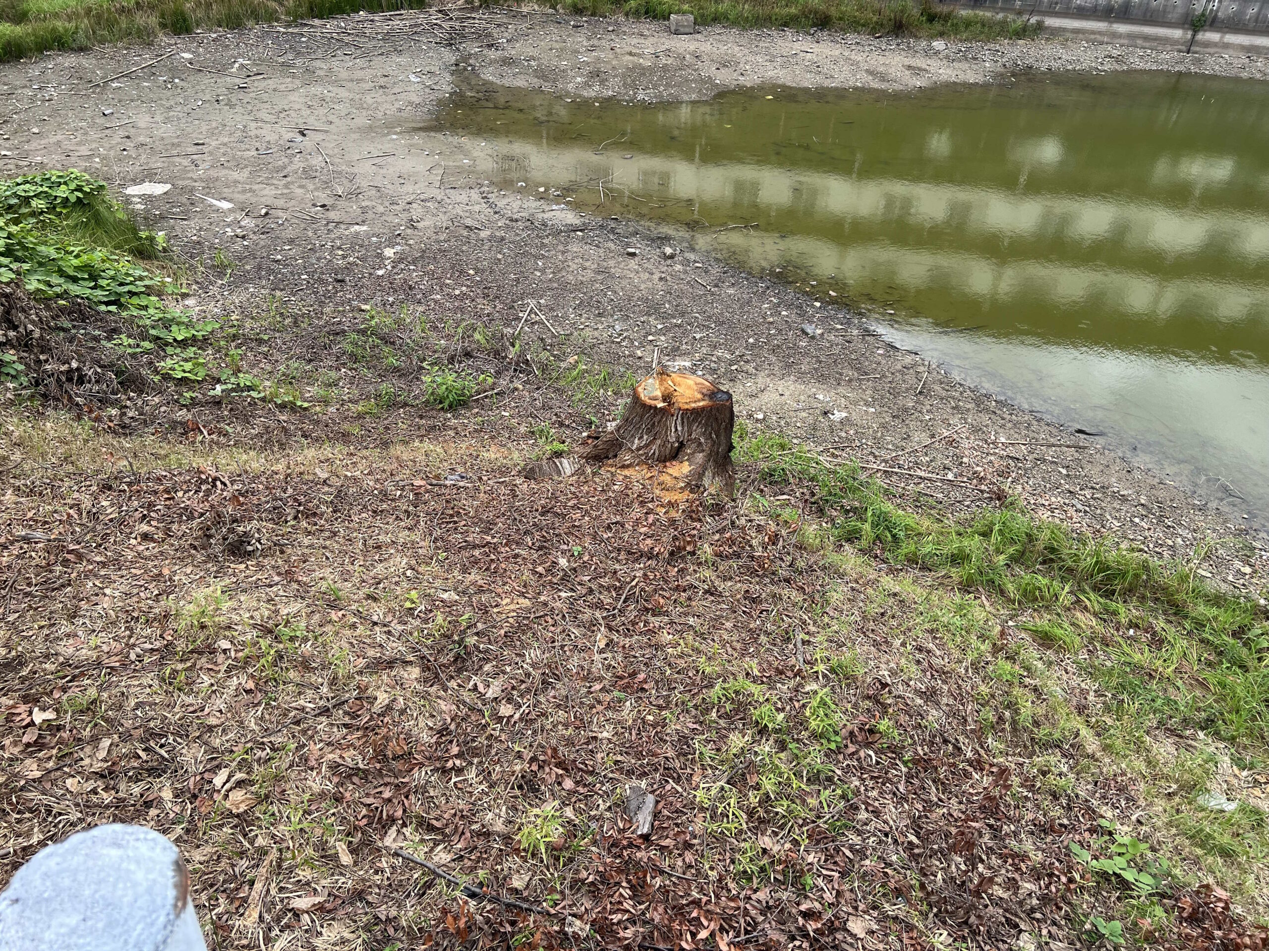 【長岡京市】農業用水地の倒木処理｜放置すると起こり得るリスクと適切な伐採時期 - After
