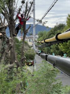 電線に近接した高い木をロープワークで伐採する特殊伐採作業の様子