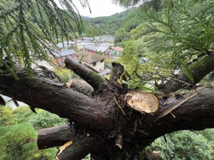 京都市北部で過去に断幹されていたスギが大きく成長し、電線や道路への影響が懸念された伐採前の状況