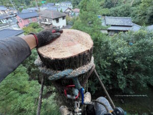 京都市北部の道路沿いで高いスギを伐採している作業中の様子、電線や周辺環境に配慮しながらの施工