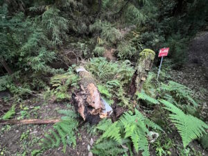 京都府のキャンプ場で倒木したコナラの断面。ナラタケモドキによる根株心材腐朽が確認できる倒木後の状態