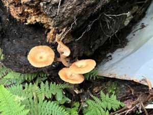 京都府のキャンプ場で倒木したコナラの断面。ナラタケモドキによる根株心材腐朽が確認できる倒木後の状態