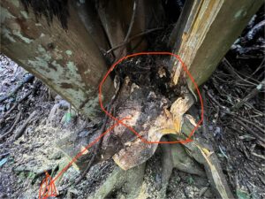 強風がない状況で倒木したキハダの根元腐朽。株別れ部分が内部腐朽し、歩道沿いで突然倒れた危険木の伐採事例