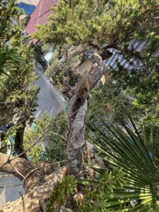 滋賀県内で上部開口して腐れの状況を確認している現場写真