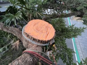 滋賀県内で幹を途中で断幹された木の切削面を確認している現場写真