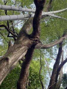 京都府内の道路沿いに生えていた直径の大きな高木のどうしが隣接して傷んでる写真