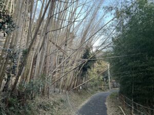 京都府内で枯れたハチクの風景