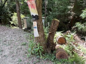 京都府内のキャンプ場に生えていたコナラの倒木前の状態。外見上は健全に見えるが、後に根株心材腐朽が判明した事例