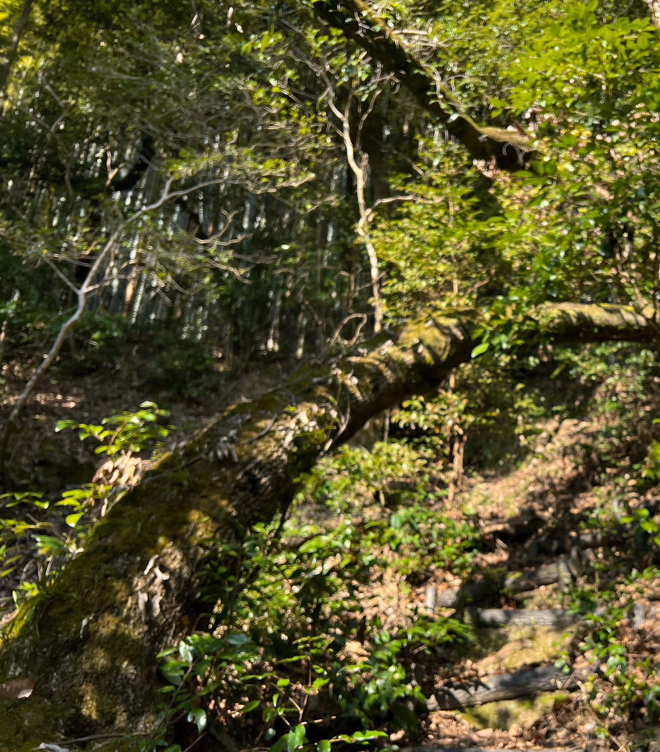 【京都府】神社境内で倒木したコジイの伐採事例｜倒木前に確認できた兆候 - Before