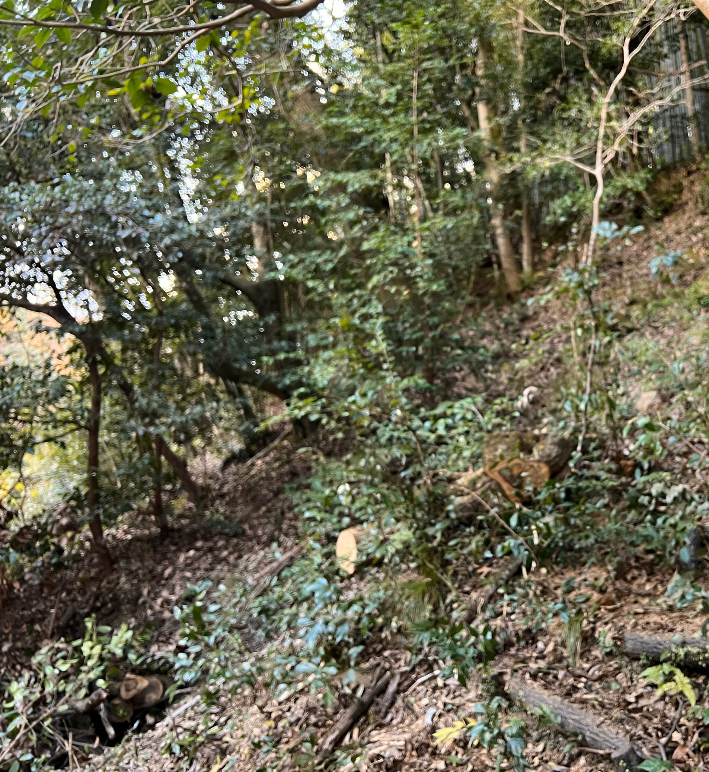 【京都府】神社境内で倒木したコジイの伐採事例｜倒木前に確認できた兆候 - After