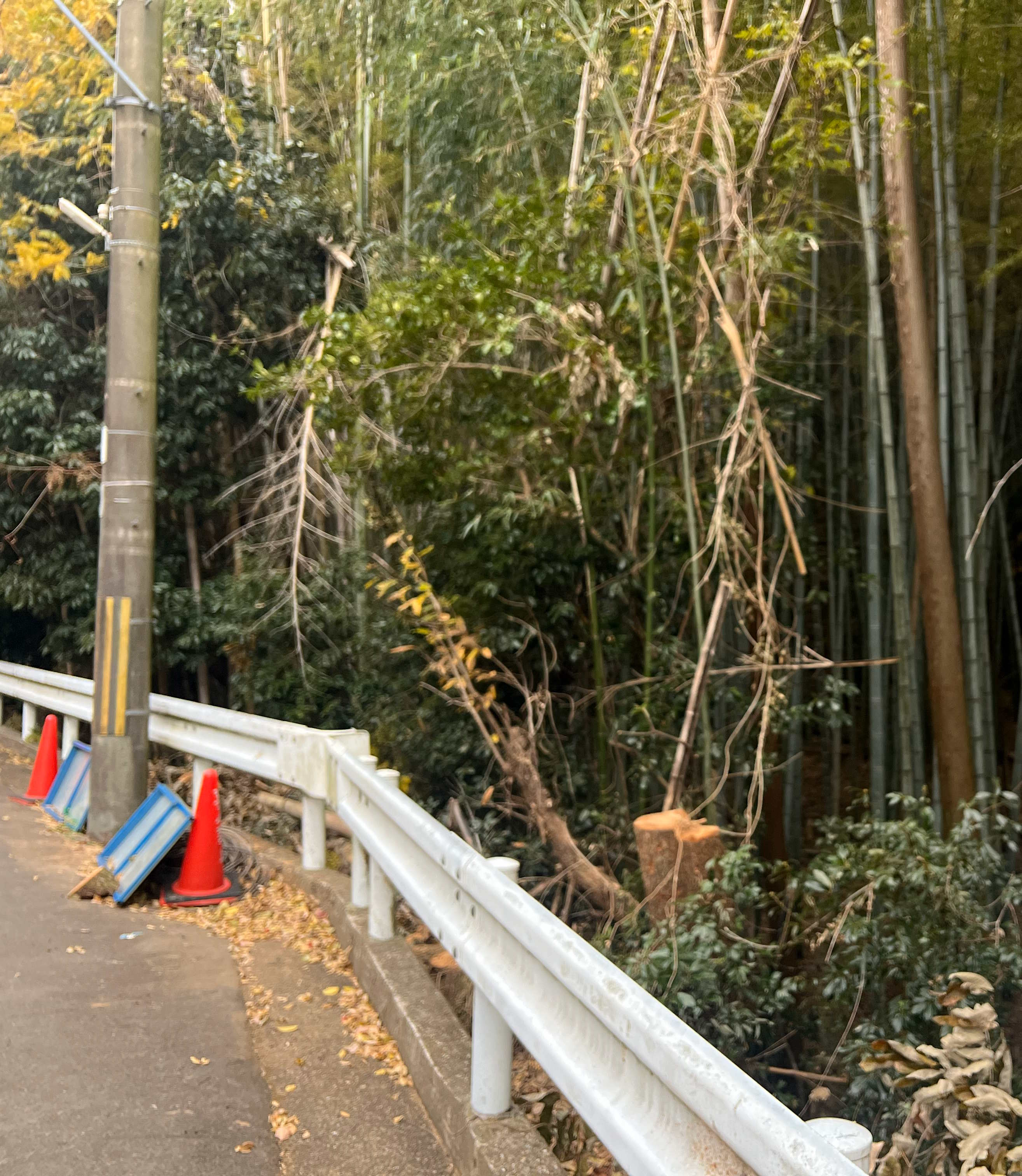 【京都府】電線にかかる高い木の特殊伐採｜事故を防ぐための判断と対応 - After