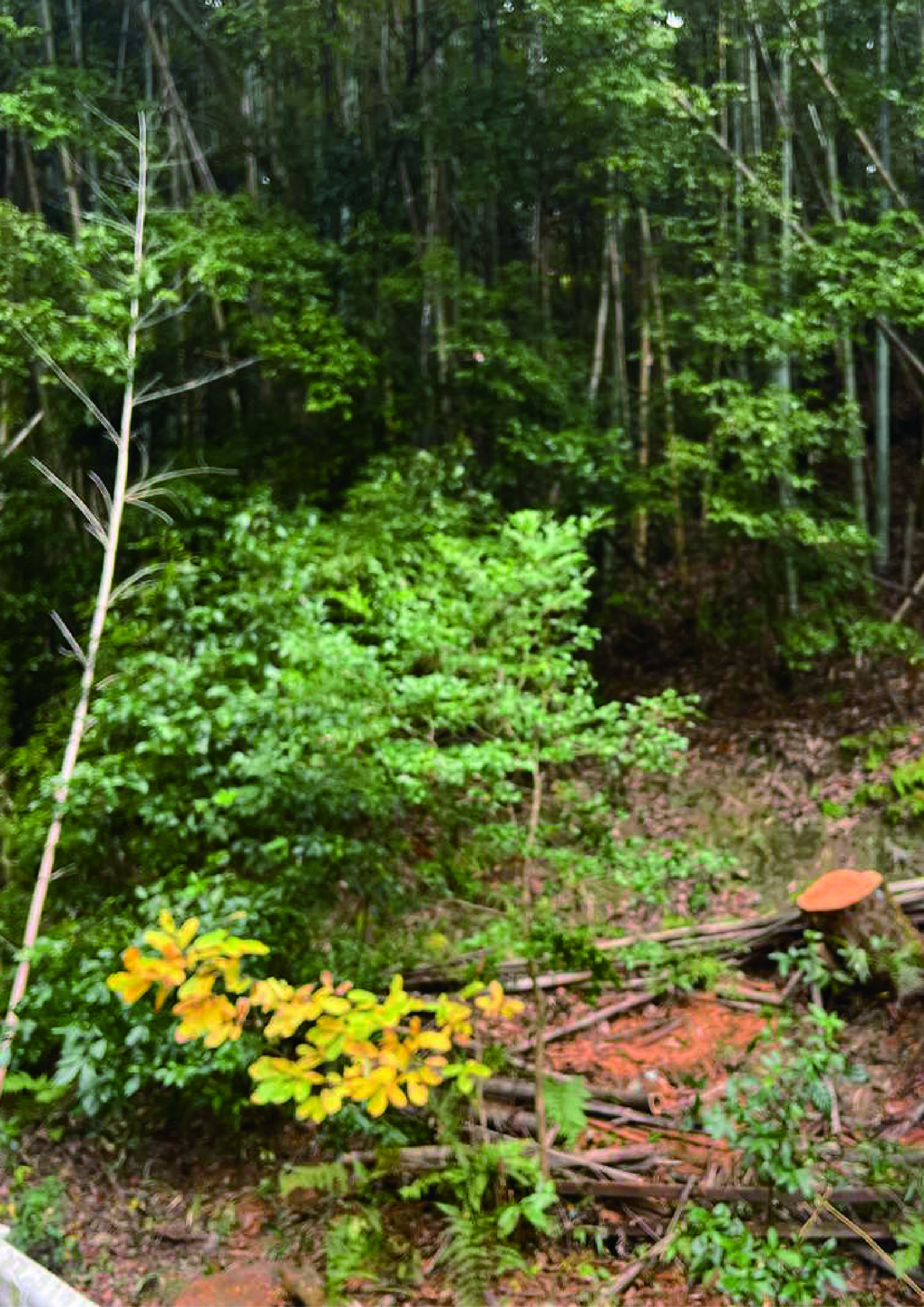 【京都府】隣の木・越境枝の伐採相談｜トラブルになる前の判断ポイント - After