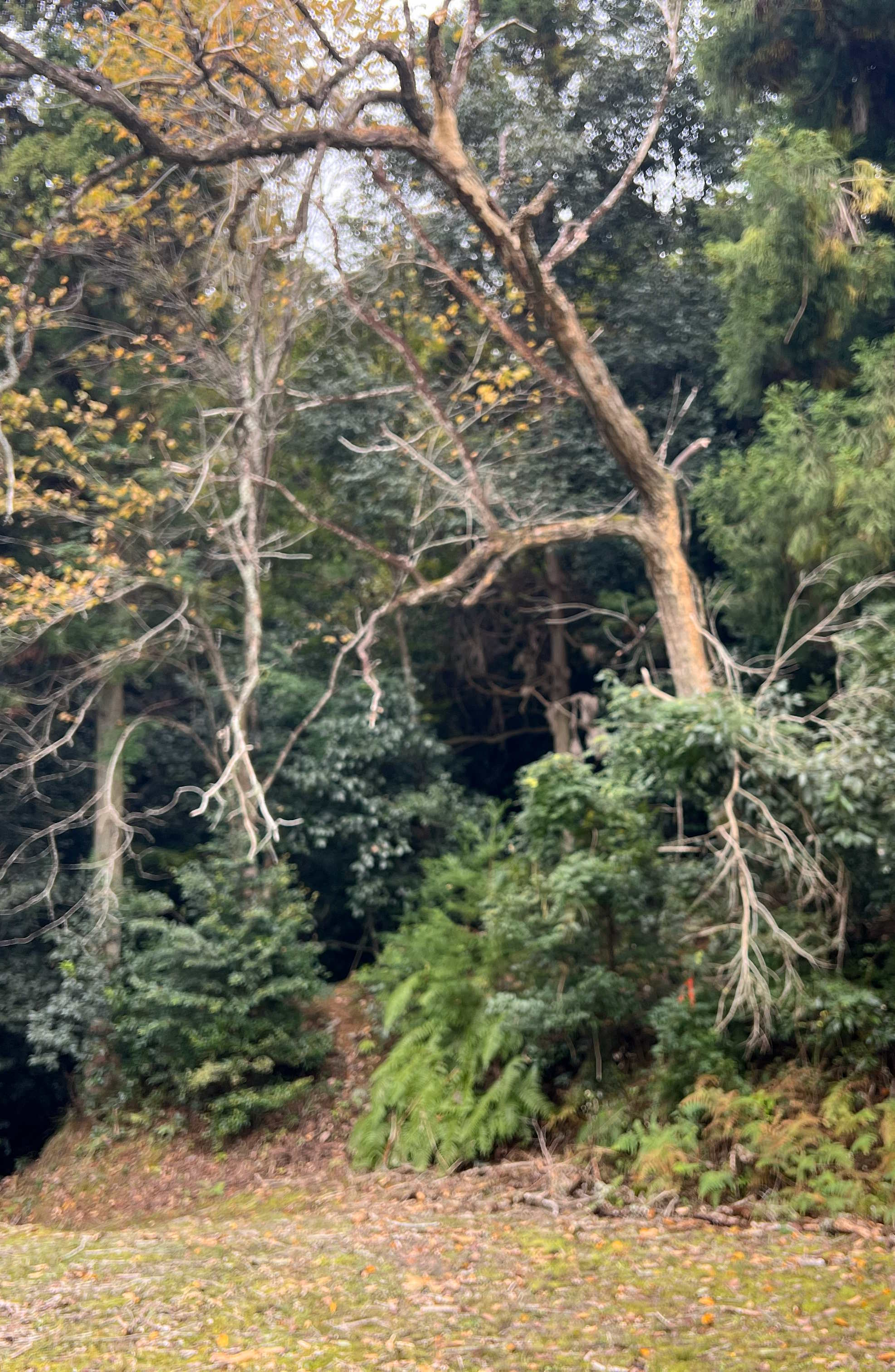 【京都府】公園内の枯木伐採｜折れそうな木・枯枝の危険性 - Before