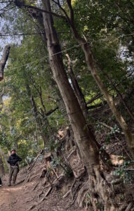 斜面地に立つ危険な木の伐採前の様子。外見は健全に見えるが内部腐朽が進行していた