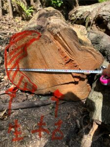 京都の斜面地で伐採した危険な木の幹断面。内部が腐朽し支持力が低下していた状態