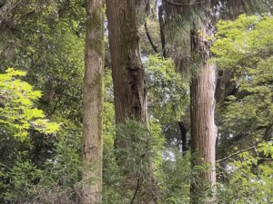 幹中程が大きく抉れて内部腐朽が進行しているスギの幹の拡大写真