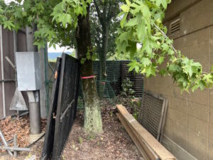 京都市 校庭内のモミジバフウ伐採前の状況｜狭小地で重量物が隣接する高木伐採現場