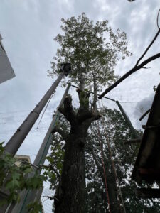 京都市 狭小地での高い木の伐採作業中｜大木・モミジバフウを安全に分割伐採