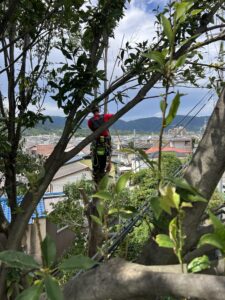 斜面地の庭に生育したアラカシを高所作業で伐採する様子｜崖地・狭小地での安全な伐採作業