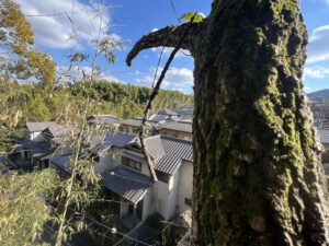 住宅密集地の庭で高所作業により大木を伐採している様子と周囲の住宅環境