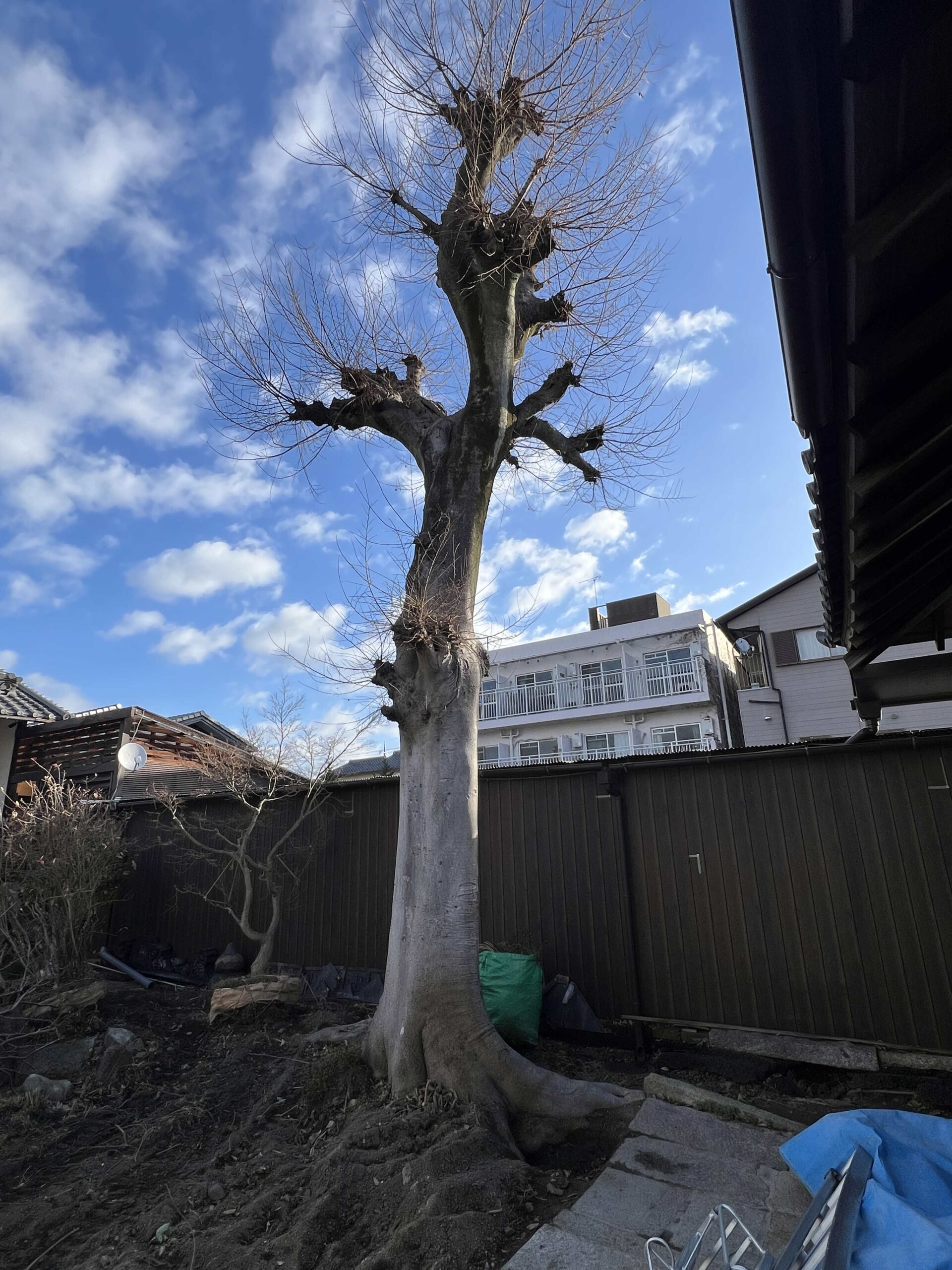 【京都市】モチノキの伐採事例｜クレーン車で1トン超の大径木を安全搬出 - Before