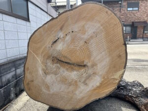 京都市で伐採したモチノキの幹断面と年輪の様子（製材予定の大径木）