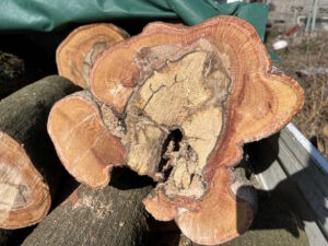 アラカシ伐採断面の別角度。心材が完全に空洞化し大きな穴が開いている状態