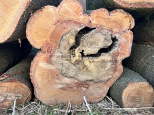 京都府で伐採したアラカシの断面。心材が広範囲に腐朽・空洞化しているが辺材は健全に残っている