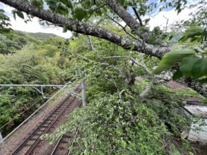 京都・叡山電鉄の線路と架線の上に越境した桜の枯枝。心材腐朽が進み粉砕飛散の危険がある状態